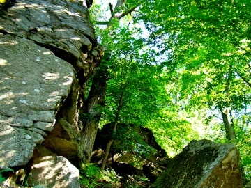 Дерево, що росте між скелями та камінням