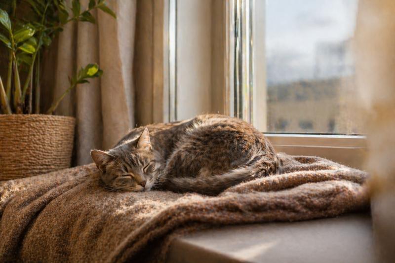 Для багатьох тварин звичний дім і спокійний догляд кращі за поїздку в санаторій
